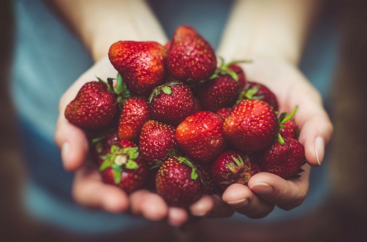 A hand holding fresh strawberries