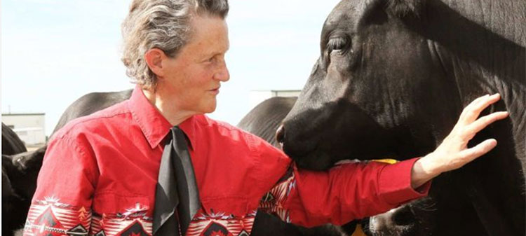 Temple Gradin with cattle