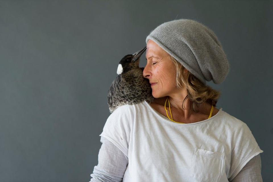 Penguin the rescued magpie sitting on the shoulder of Sam Bloom.